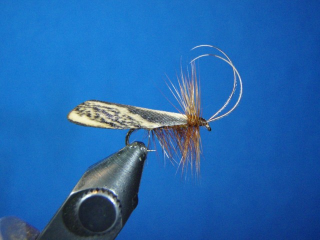 caddis wing issue  The North American Fly Fishing Forum - sponsored by  Thomas Turner